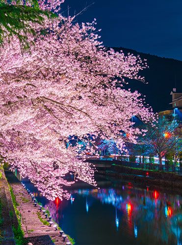 京都岡崎の夜桜のイメージ